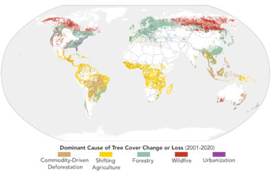 Sizing Up How Agriculture Connects to Deforestation