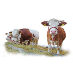Animal Welfare – Beef Cattle
