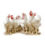 Animal Welfare – Broiler Chickens