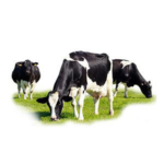 Animal Welfare – Dairy Cattle