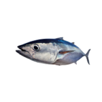 Wild-caught Tuna