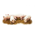 Animal Welfare – Pigs