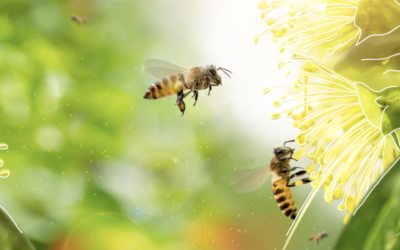 At Walmart, a Brighter Future In Store for Pollinators