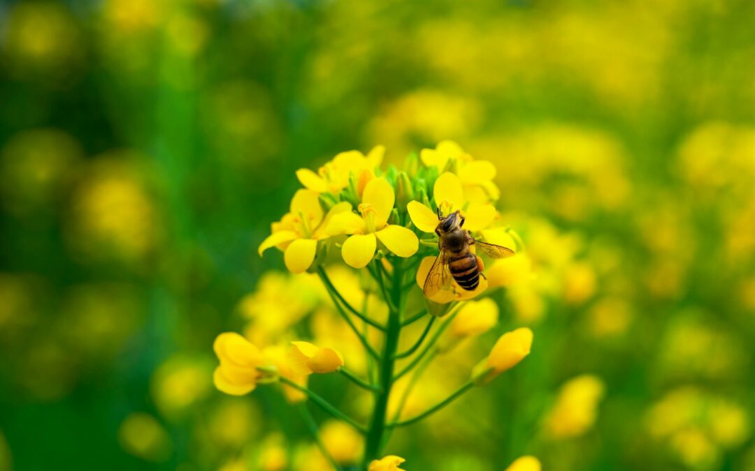 New Bee-Friendly Retailer Scorecard Shows Half of Major U.S. Food Retailers Have Pesticide Policies but Progress Falls Short to Protect Bees