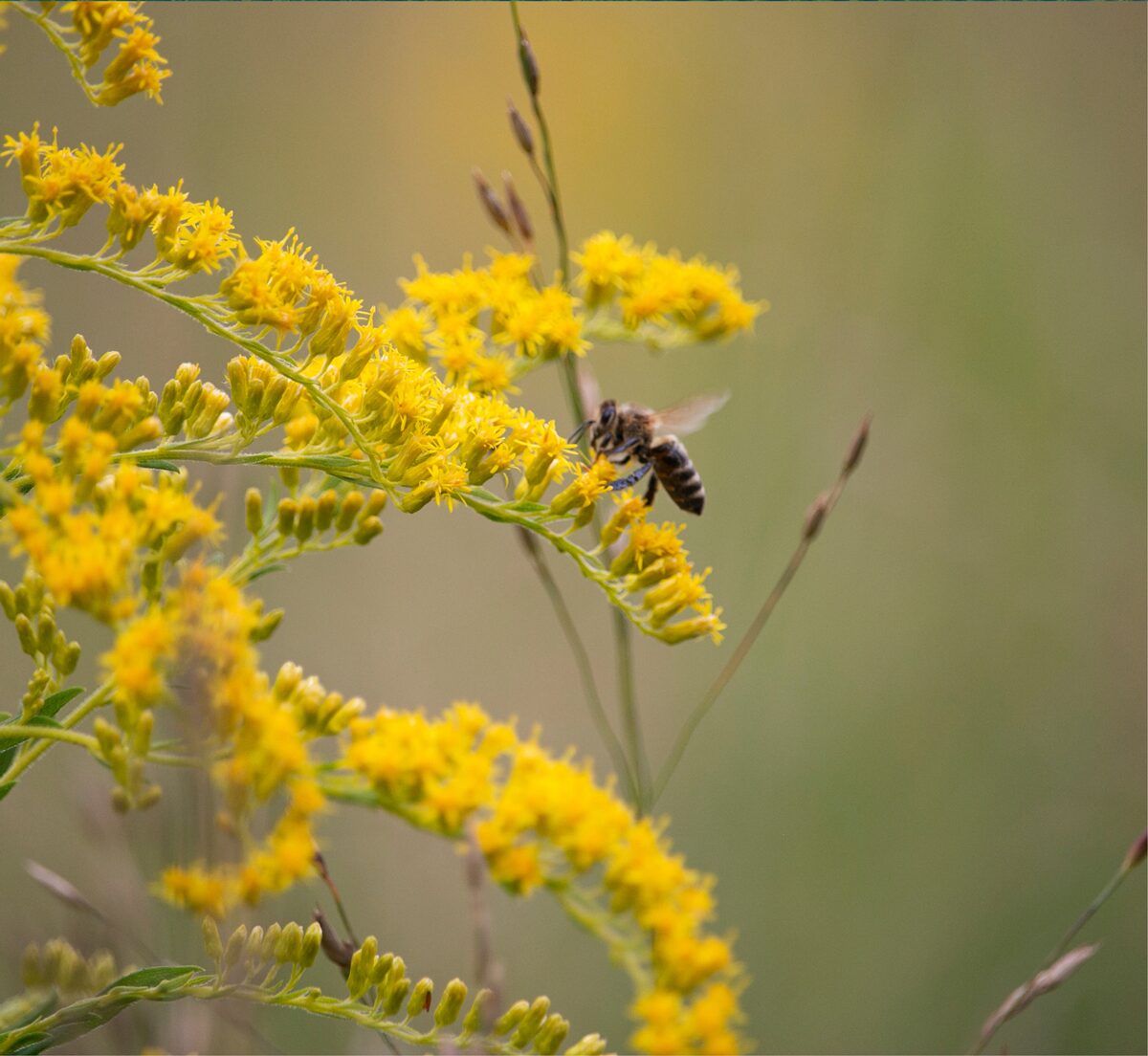 pollinator-health